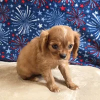 Rugby, a male Cavalier King Charles Spaniel for sale in West Plains, MO – 4 of 9