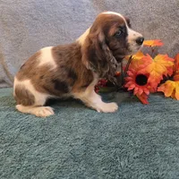 Bambi, a female Cocker Spaniel for sale in West Plains, MO – 5 of 6