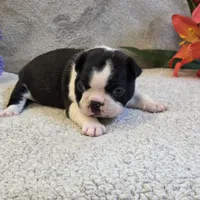 Opie, a male Boston Terrier for sale in West Plains, MO – 2 of 5