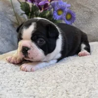 Opie, a male Boston Terrier for sale in West Plains, MO – 1 of 5
