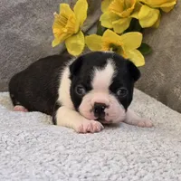 Opie, a male Boston Terrier for sale in West Plains, MO – 3 of 5