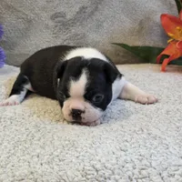 Opie, a male Boston Terrier for sale in West Plains, MO – 4 of 5
