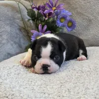 Opie, a male Boston Terrier for sale in West Plains, MO – 5 of 5