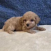 Jasper, a male Poodle - Toy  for sale in West Plains, MO – 5 of 7