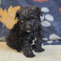 Lil Bear, a male Yorkipoo and Poodle - Toy  for sale in West Plains, MO – 5 of 6