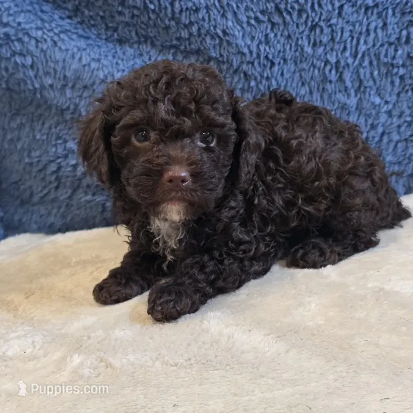 Azara – Poodle - Toy  puppy for sale in West Plains, MO