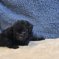 Colby, a male Poodle - Toy  for sale in West Plains, MO – 5 of 7