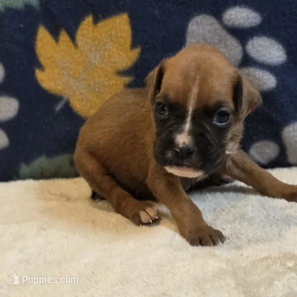 Pearl – Boxer puppy for sale in West Plains, MO