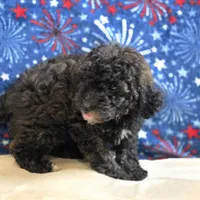 Patty, a female Poodle - Toy  for sale in West Plains, MO – 4 of 9