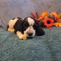 Axel, a male Cocker Spaniel for sale in West Plains, MO – 5 of 6