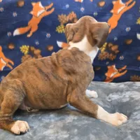 Roco, a male Boxer for sale in West Plains, MO – 2 of 9