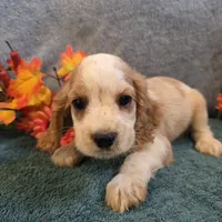 Enzo, a male Cocker Spaniel for sale in West Plains, MO – 5 of 6