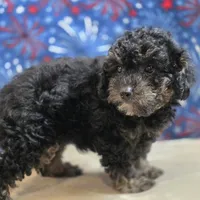 Reta, a female Poodle - Toy  for sale in West Plains, MO – 2 of 10