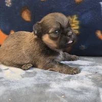 Atlas, a male Shih Tzu for sale in West Plains, MO – 5 of 6