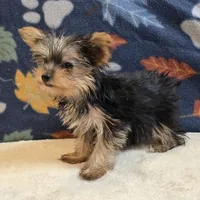 Queen, a female Yorkshire Terrier for sale in West Plains, MO – 3 of 10