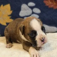 Roco, a male Boxer for sale in West Plains, MO – 4 of 4