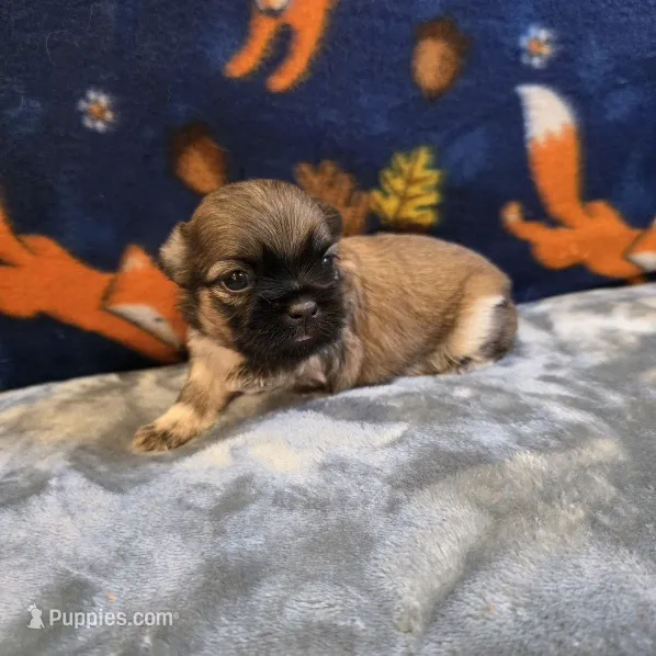 Jetta – Shih Tzu puppy for sale in West Plains, MO