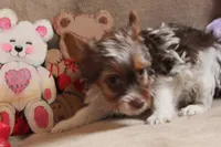 Benji, a male Yorkshire Terrier for sale in West Plains, MO – Photo 3 of 6