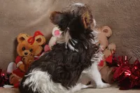 Benji, a male Yorkshire Terrier for sale in West Plains, MO – Photo 5 of 6