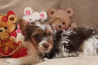 Benji, a male Yorkshire Terrier for sale in West Plains, MO – Photo 2 of 6