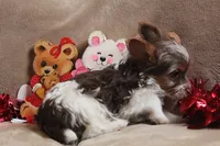 Benji, a male Yorkshire Terrier for sale in West Plains, MO – Photo 6 of 6