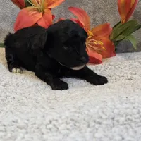 Olsen, a male Poodle - Toy  for sale in West Plains, MO – 2 of 5