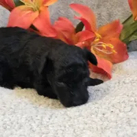Olsen, a male Poodle - Toy  for sale in West Plains, MO – 5 of 5