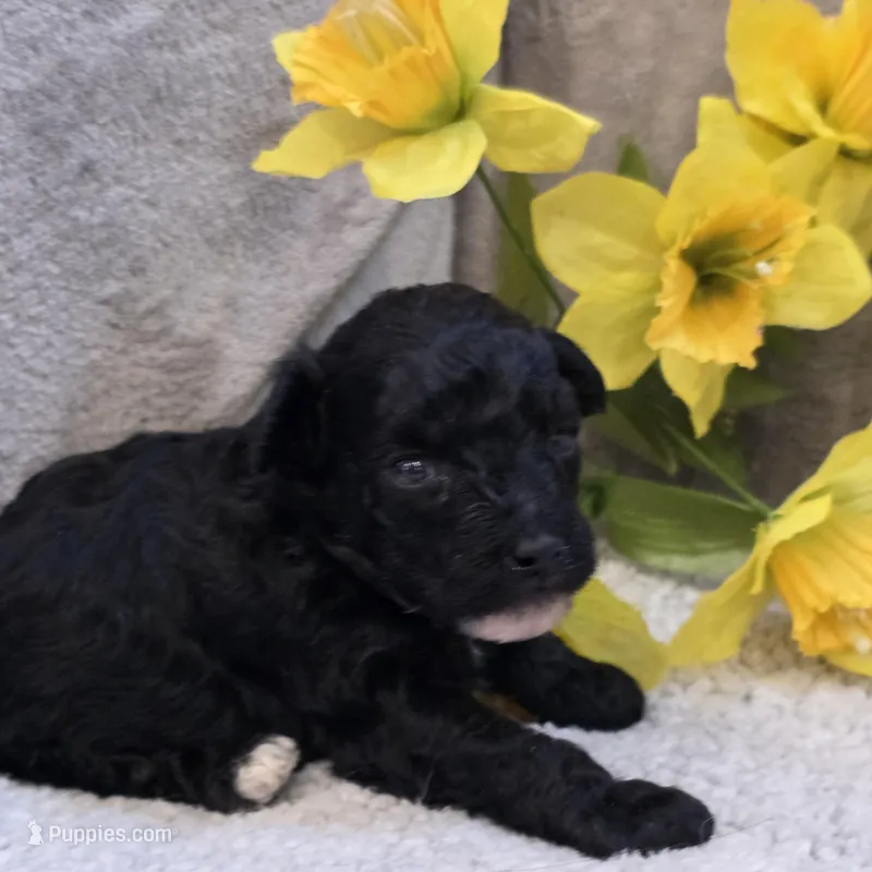 Olsen – Poodle - Toy  puppy for sale in West Plains, MO