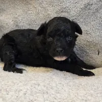Olsen, a male Poodle - Toy  for sale in West Plains, MO – 3 of 5