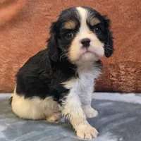 Charlie, a male Cavalier King Charles Spaniel for sale in West Plains, MO – 2 of 6