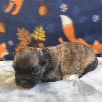 Rain, a female Shih Tzu for sale in West Plains, MO – 6 of 6