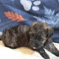 Sage, a female Yorkipoo and Poodle - Toy  for sale in West Plains, MO – 4 of 6