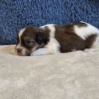 Marla, a female Shorkie for sale in West Plains, MO – 6 of 7