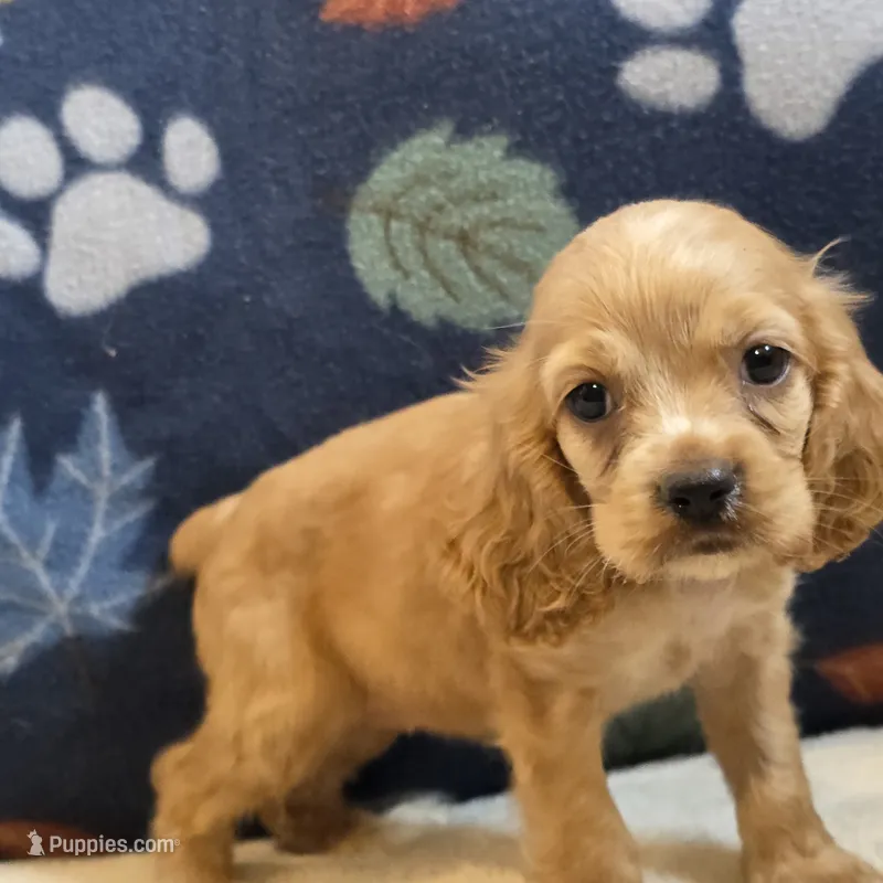 Sierra – Cocker Spaniel puppy for sale in West Plains, MO