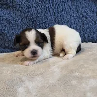 Clover, a female Shorkie for sale in West Plains, MO – 4 of 7