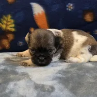Smokey, a male Shih Tzu for sale in West Plains, MO – 3 of 6