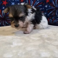 Aggie, a female Yorkshire Terrier for sale in West Plains, MO – 2 of 7