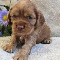 Bubbles, a female Cocker Spaniel for sale in West Plains, MO – 6 of 6