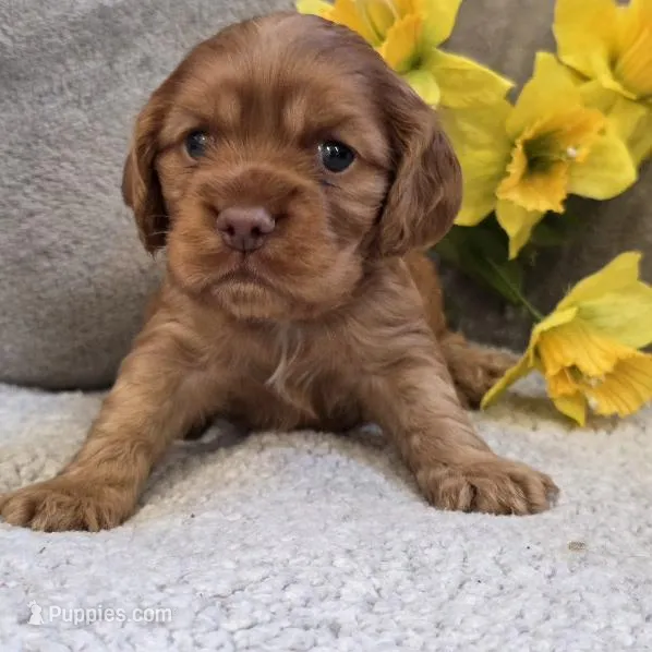 Bubbles – Cocker Spaniel puppy for sale in West Plains, MO
