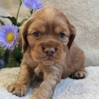 Bubbles, a female Cocker Spaniel for sale in West Plains, MO – 2 of 6