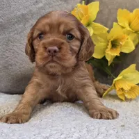 Bubbles, a female Cocker Spaniel for sale in West Plains, MO – 3 of 6