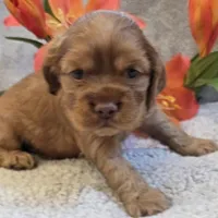 Bubbles, a female Cocker Spaniel for sale in West Plains, MO – 4 of 6