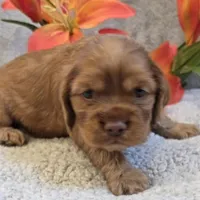 Bubbles, a female Cocker Spaniel for sale in West Plains, MO – 5 of 6