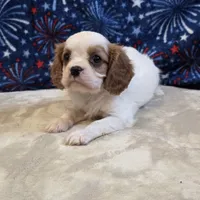 Will, a male Cavalier King Charles Spaniel for sale in West Plains, MO – 6 of 7