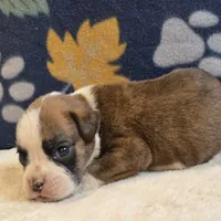 Roco, a male Boxer for sale in West Plains, MO – 2 of 4