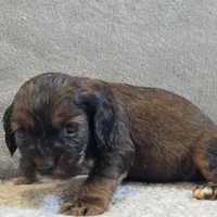 Dixon, a male Cocker Spaniel for sale in West Plains, MO – Photo 2 of 2