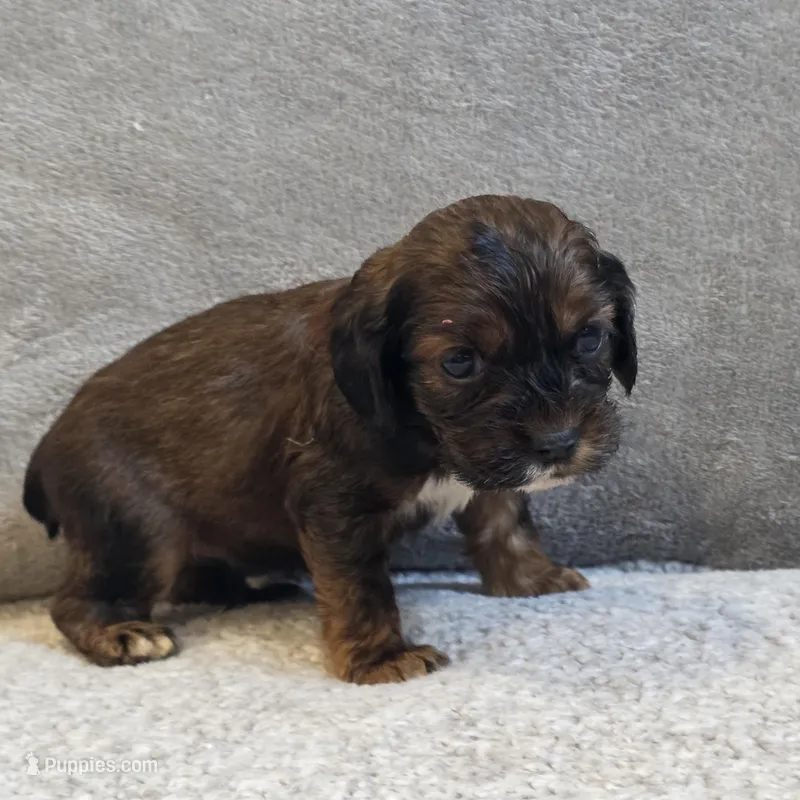 Dixon – Cocker Spaniel puppy for sale in West Plains, MO
