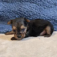Dolly, a female Yorkshire Terrier for sale in West Plains, MO – 6 of 7