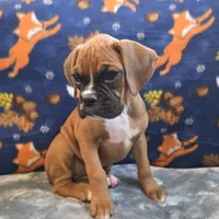 Pearl, a female Boxer for sale in West Plains, MO – 3 of 10