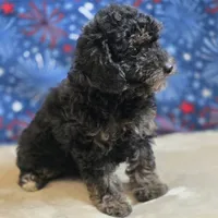 Reta, a female Poodle - Toy  for sale in West Plains, MO – 5 of 10
